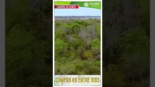🌳Campos en #venta en #EntreRíos, #Argentina . #Short