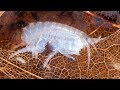 culturing scuds - Live fish foods - hyalella azteca or gammarus