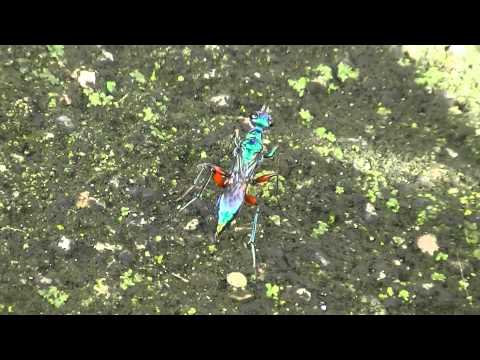 Ampulex compressa female (Ampulicidae) emerald cockroach wasp, jewel wasp
