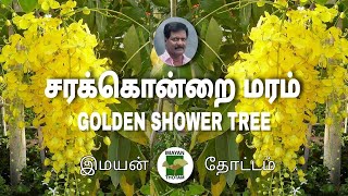 சரக்கொன்றை | Golden shower/ Indian Laburnum / Cassia Fistula |