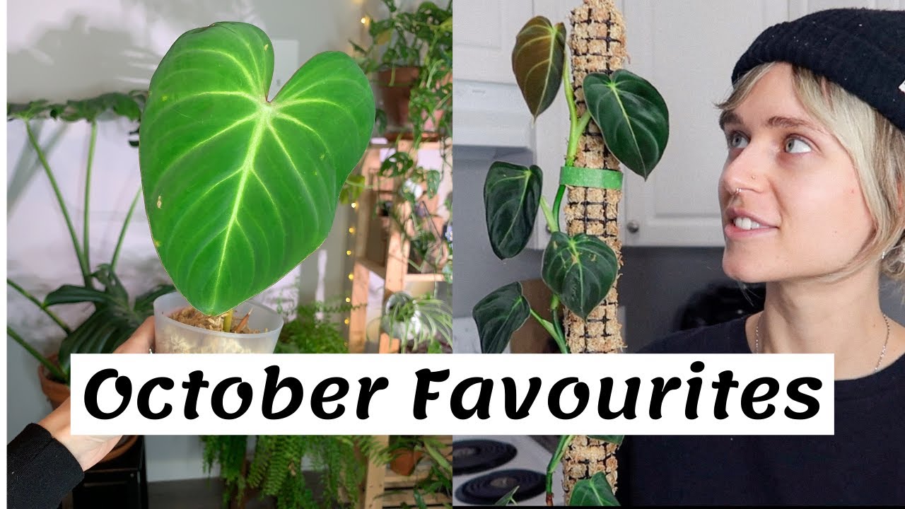Favourite Houseplants of October 2020