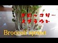 【再生栽培】スーパーマーケットで買ったブロッコリースプラウトを植えて種を採る試み、さてどうなるか途中経過