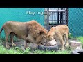Valentine&#39;s Day Lion Love: Tarzan and Tanya, rescued by Animal Defenders International