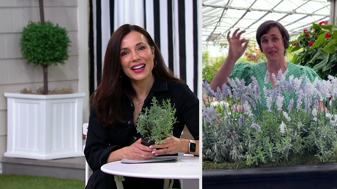 Cottage Farms 3-Piece Scent White Lavender Live Plants on QVC