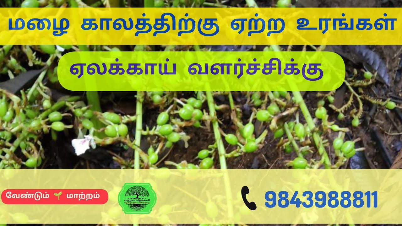 ஏலக்காய் செடி வளர்ச்சிக்கு மழை காலத்திற்கு ஏற்ற உரங்கள் 