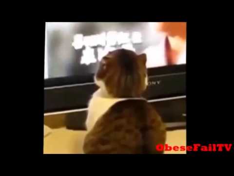 new-funny-cats-dancing---funny-cats-with-babies---funny-cats