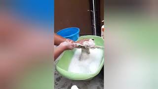 Training kitten 101 'kittens 1st bath' by Happy Cats PH 4,891 views 3 years ago 5 minutes, 33 seconds
