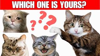 Cats: 5 big traits and 8 personalities | Which one is yours