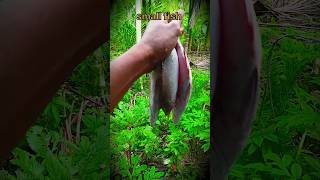 andaman sea all types small fish 🐟 #viralvideo #shortvideo #trendingshorts #ytshortsvideo