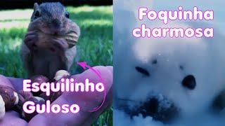 Os Bichinhos Mais Bonitinhos Do Mundo