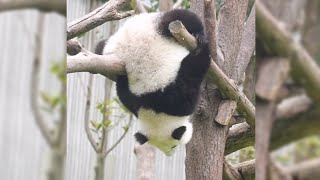 Naughty Panda Cubs during Playtime Panda HappyLand