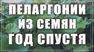 Готовлю пеларгонии к зимовке. Зачем я сыплю золу. Как сохранить герань зимой