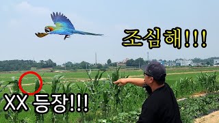 앵무새를 논에 풀어줬더니?? 토종새들 난리났다!