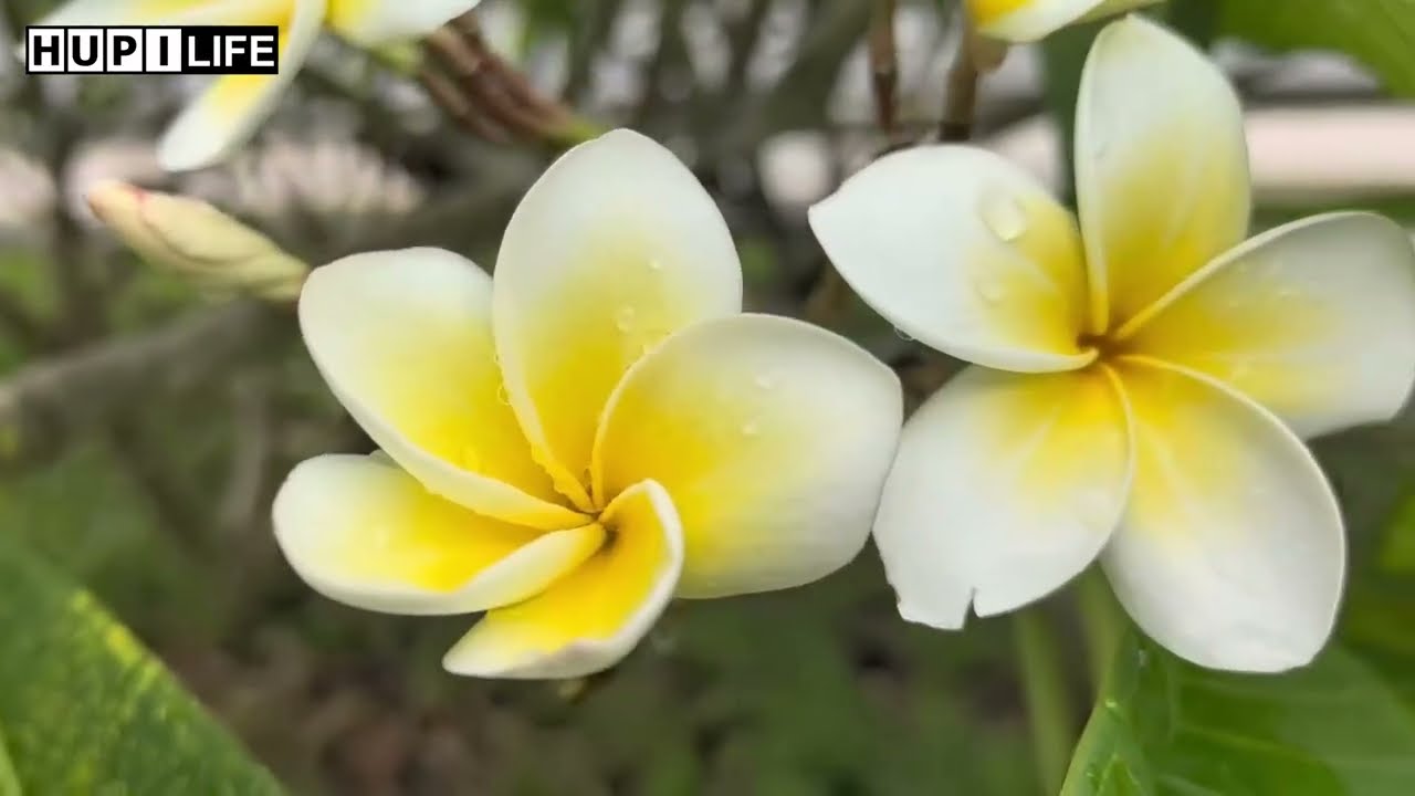 Country Life | Discover Scenery & Real Life Everyday in China Countryside 