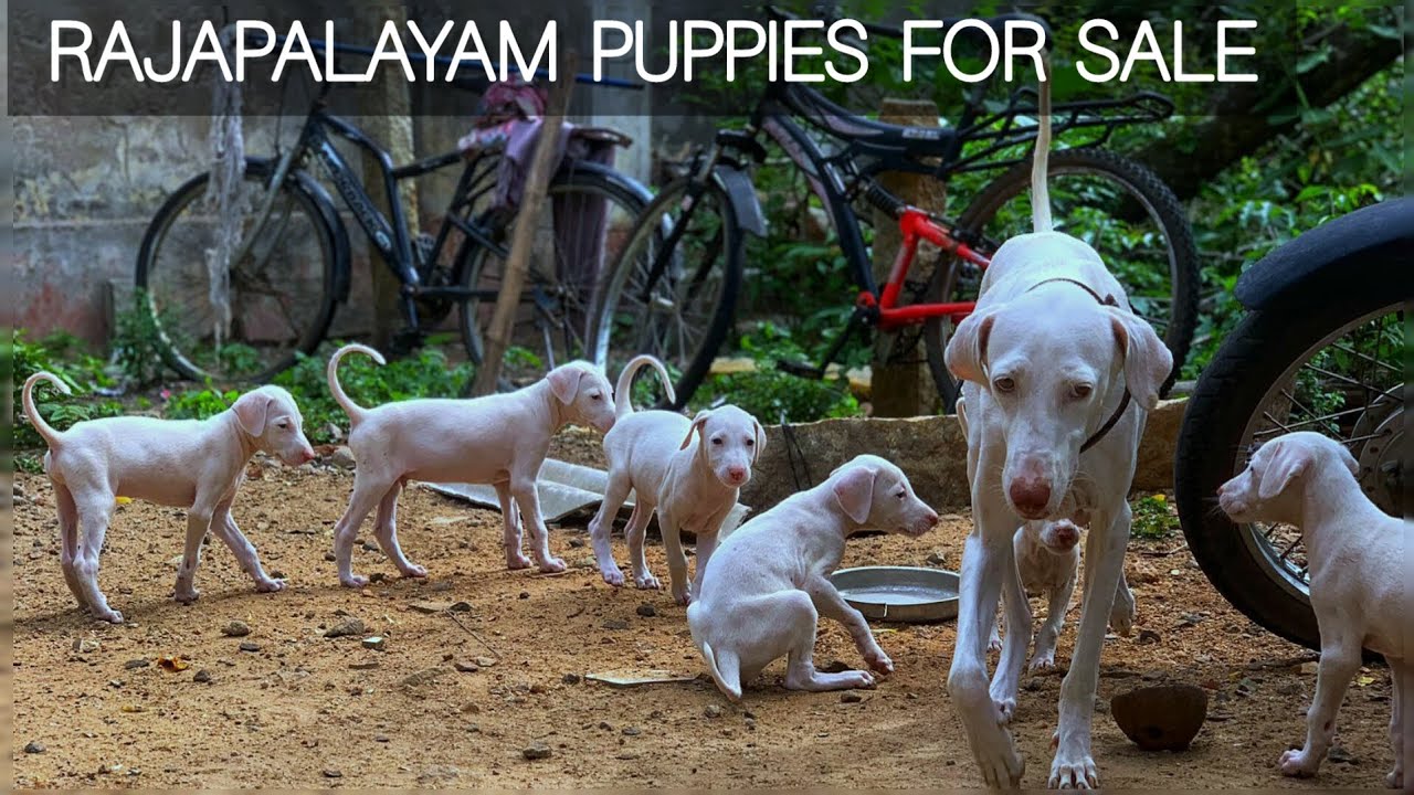 Rajapalayam Puppies For Sale rajapalayam dogs More Details On My