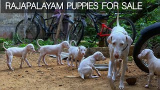 Rajapalayam Puppies For Sale | rajapalayam dogs | More Details On My Description.#rajapalayam#dog by STARZ KENNEL 907 views 5 months ago 2 minutes, 31 seconds