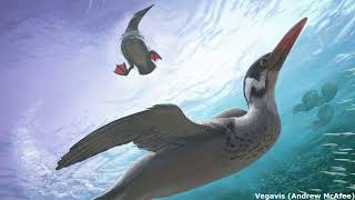'If It Walks Like A Duck...': Exploring the Early Evolution of Duck-Like Birds