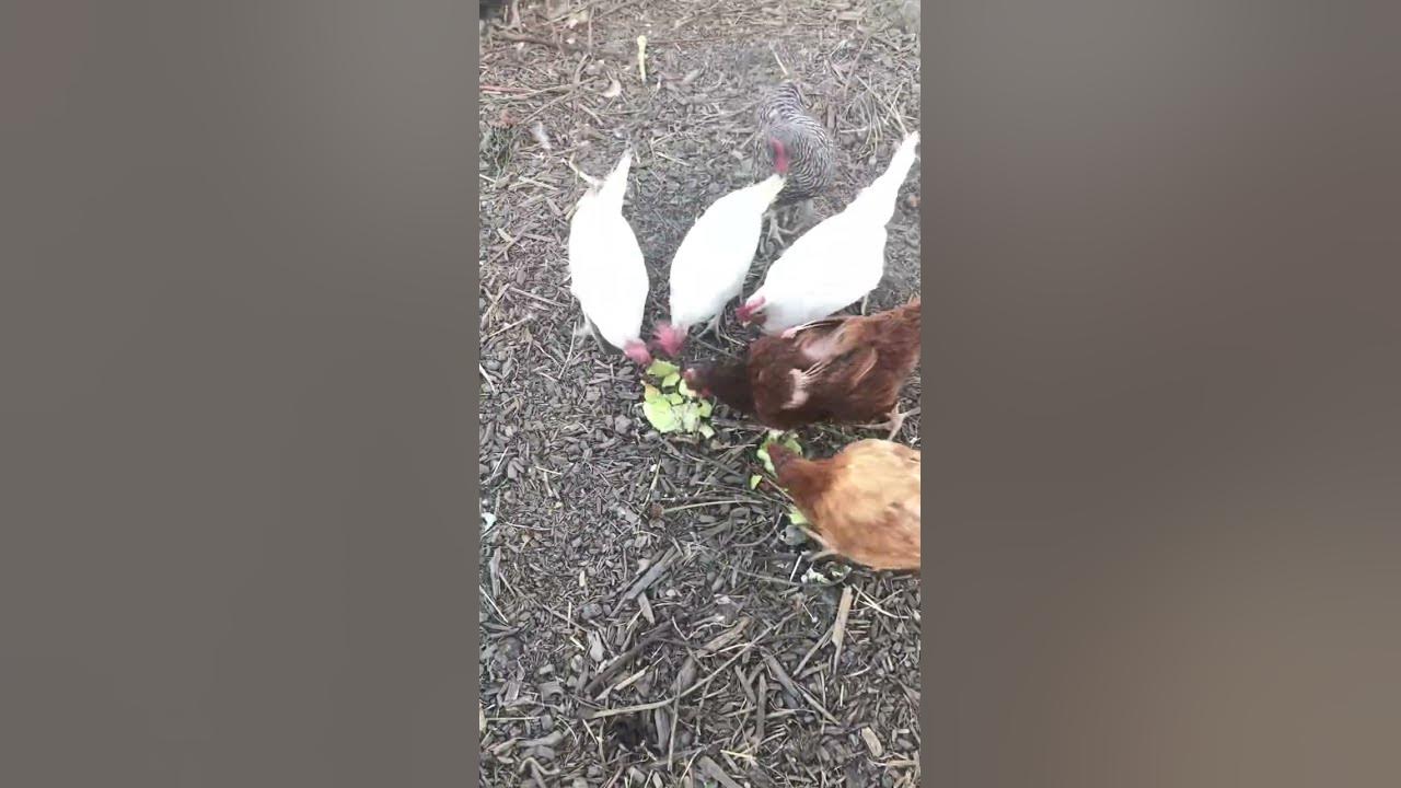 Feeding the Chickens Cucumbers YouTube