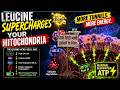 Leucine supercharges your mitochondria
