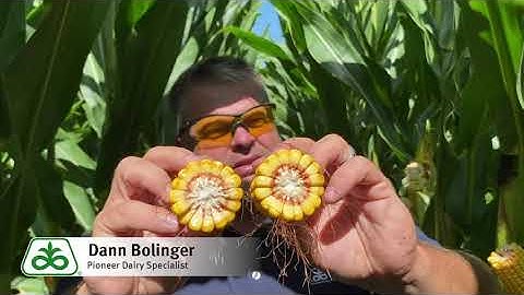 Feed for Thought: Optimum Timing for Corn Silage Harvest