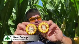 Feed For Thought: Optimum Timing For Corn Silage Harvest