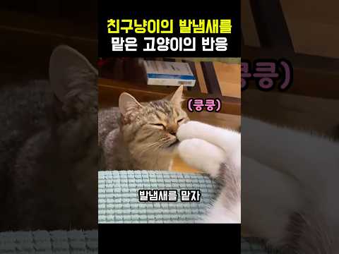 친구 냥이의 발냄새를 맡자 고양이가 보인 반응 #냥이 #고양이 #야옹이 #발냄새 #웃긴고양이 thumbnail