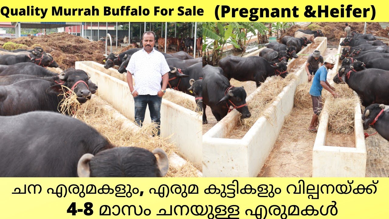 ചന എരുമകളും, എരുമ കുട്ടികളും വില്പനക്ക് (മുറ)|Murrah Pregnant Buffalo for sale|