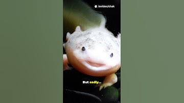 Meet the Immortal Axolotl  Nature’s Real Life Cartoon!