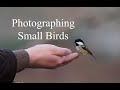 WILDLIFE PHOTOGRAPHY | Photographing Small Birds | Olympus 2020