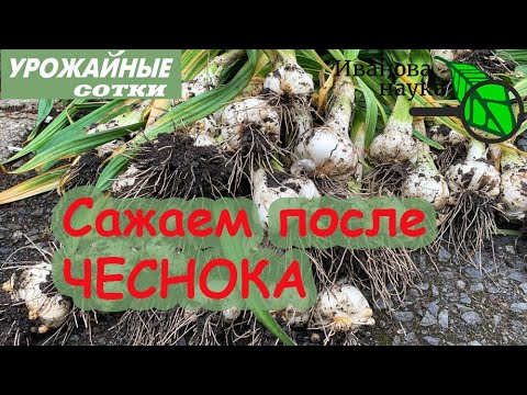 Что посадить после чеснока? Что-то очень вкусное!