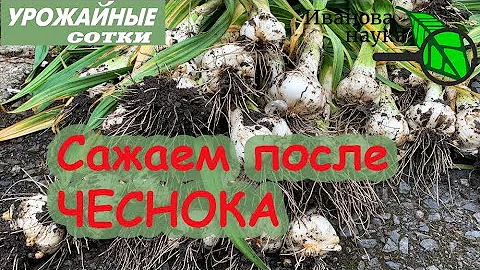 Что посадить после чеснока? Что-то очень вкусное!