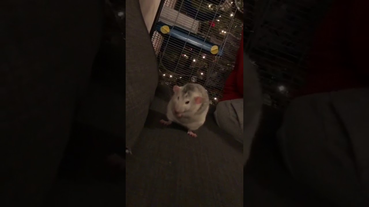 rat sneezing YouTube