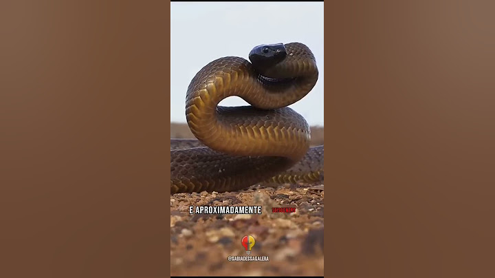 OS ANIMAIS MAIS PERIGOSOS DO MUNDO