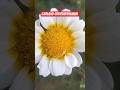 identification of winter season annual flower plant# knowledge# students#pleasesubscribe