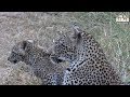 Scotia Female Leopard And Cub, Part 7