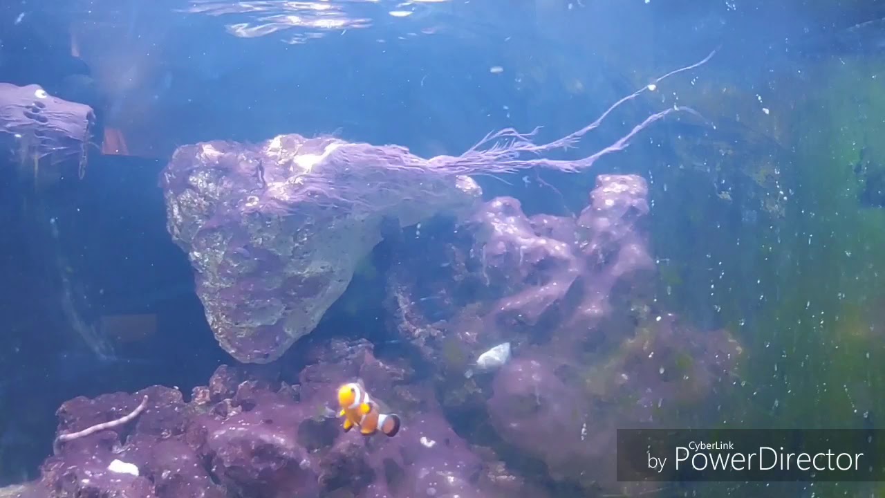 rbw entertainment filipino trainees Aquariums in living room