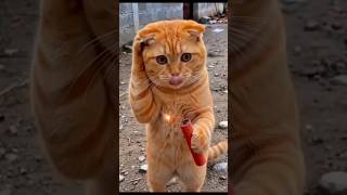 Wait for end 😂😂#cat #comedy #funny #shorts #shortvideo #shortsfeed #trendingshorts #youtubeshorts