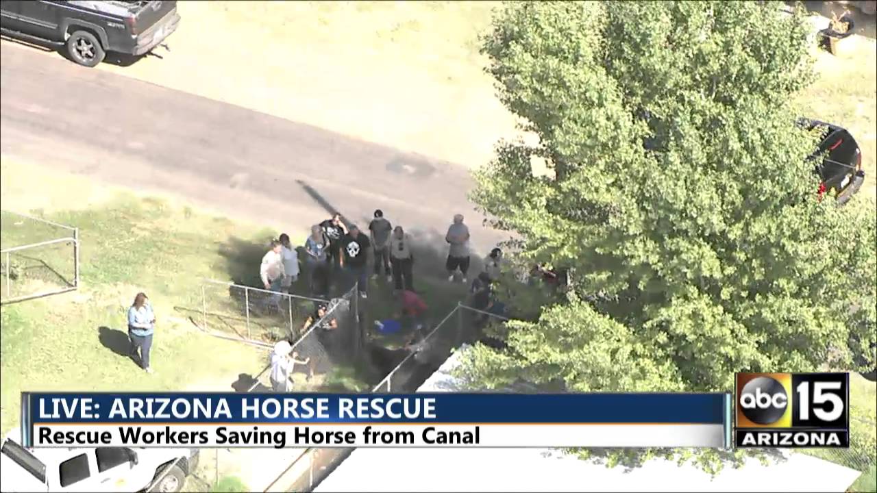 LIVE Horse Rescue in Avondale, AZ YouTube