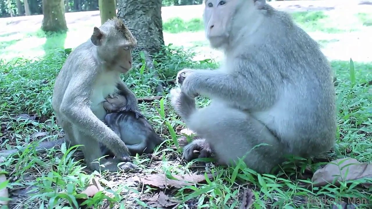 Cute Baby Monkey Sleeping Daily Monkeys Man 308 YouTube