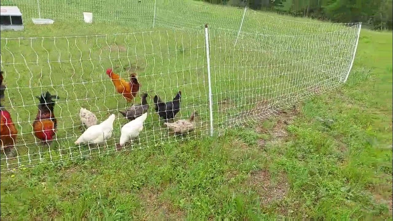 Premiere one electric poultry netting for ducks and chickens YouTube
