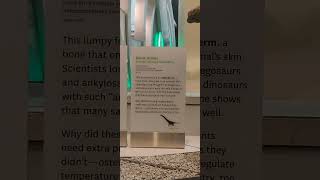 The Huge Osteoderm Belongs To A Anosaur From Madagascar