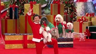 Video thumbnail of "The beautiful Christmas Dog Show I Got Talent I That Got Talent"