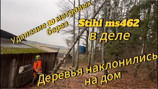 Арбористика‼️Аккуратное Спиливание 30 Метровых Берез,Наклонившихся На Дом. Stihl Ms462 В Действии!!!