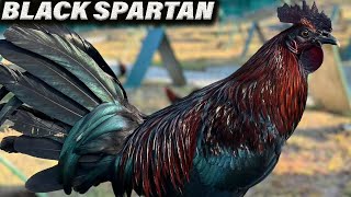 Quality Beautiful Black Tata Rey Briones New RB Spartan Farm - Black Birds