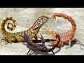 Can Scorpion Kill a Lizard In A Big Battle ?