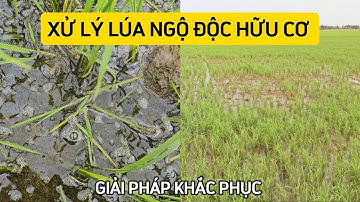 GIẢI PHÁP XỬ LÝ NGỘ ĐỘC HỮU CƠ NGUYÊN NHÂN & CÁCH GIẢI QUYẾT | KIÊN TRỒNG LÚA
