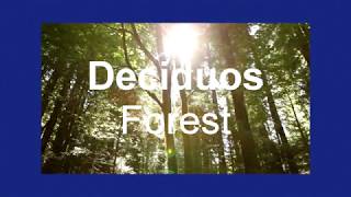 Deciduous Forest