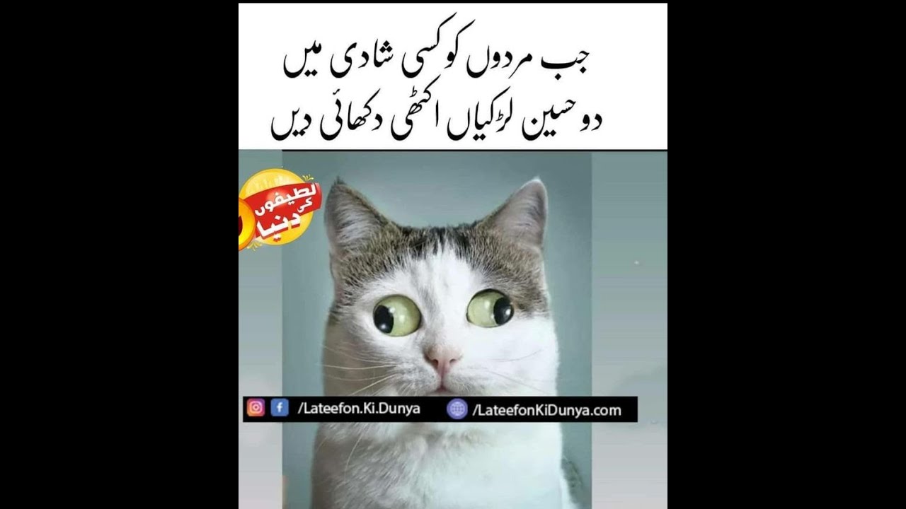 Latest Funny Poetry In Urdu Best Funny Quotes 2024 Voice By RJ Rani 