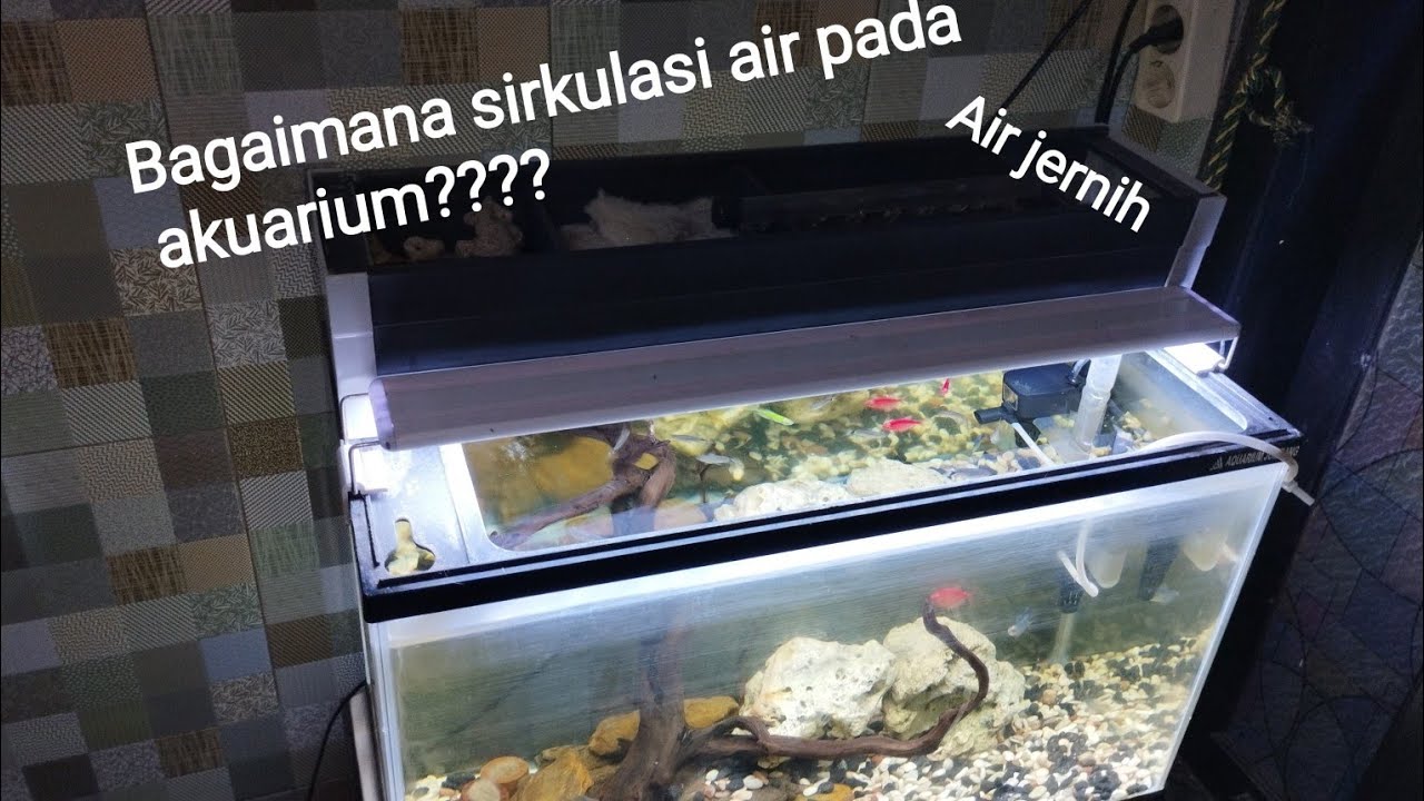 Pentingnya Sirkulasi Air Yang Baik Dalam Akuarium Besar Pentingnya Sirkulasi Air Yang Baik Dalam Akuarium Besar