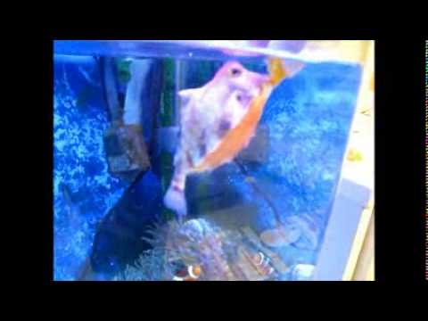 みかん大好きなラクダハコフグのペコで す Http Kuma299 Blog Fc2 Com Youtube